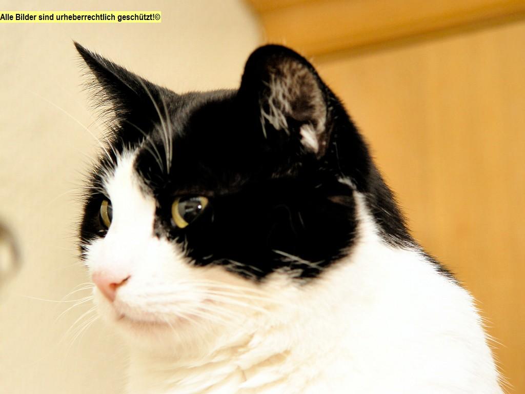 2006-04-03 13:51:56